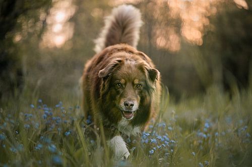 Australische herdershond komt naar ons toe / gouden uur / blauwe bloemenveld