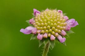 Blühende Krone. von Petra Vastenburg
