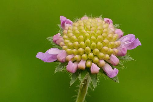Beemdkroon in bloei.