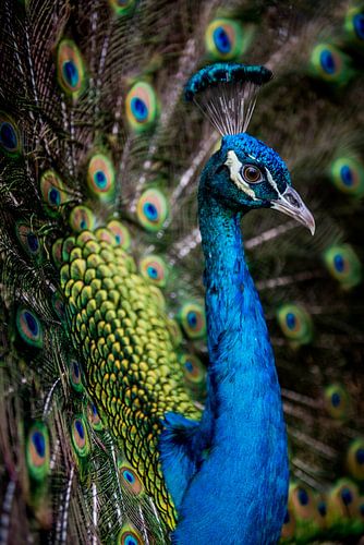 Peacock wow