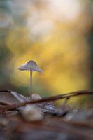 Autumn in the forest