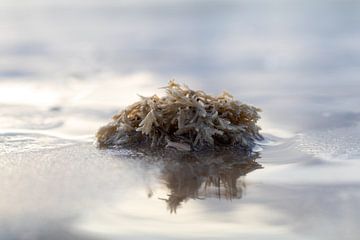 Haariges Moostierchen von Evelyne Renske