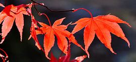 Maple leaves in autumn red
