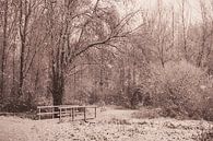 Winterdag in het bos van Nancy van Verseveld thumbnail