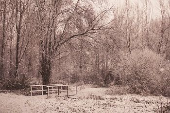 Winterdag in het bos