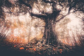 La sorcière des ténèbres sur Loris Photography