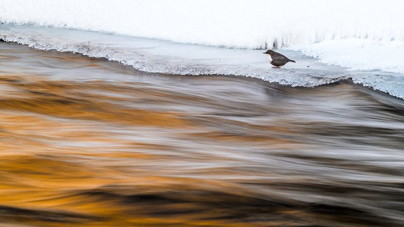 Bird with wild water by Stijn Smits