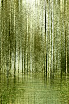 Forêt de bouleaux sur Violetta Honkisz