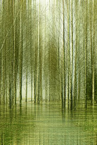 Berkenbos