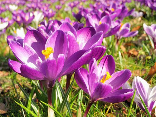Lente! Paarse krokussen sur Wiljo van Essen