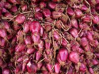red onion