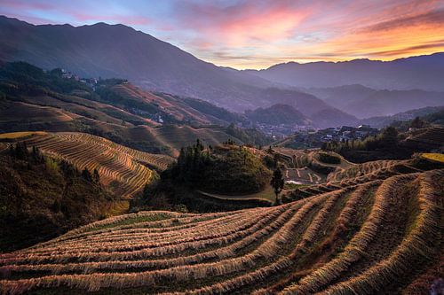Sonnenaufgang in den Reisfeldern von Longji in China während der Erntezeit