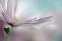 Là où les rêves deviennent réalité