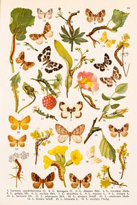 Assiette ancienne avec papillon, fleurs et chenilles