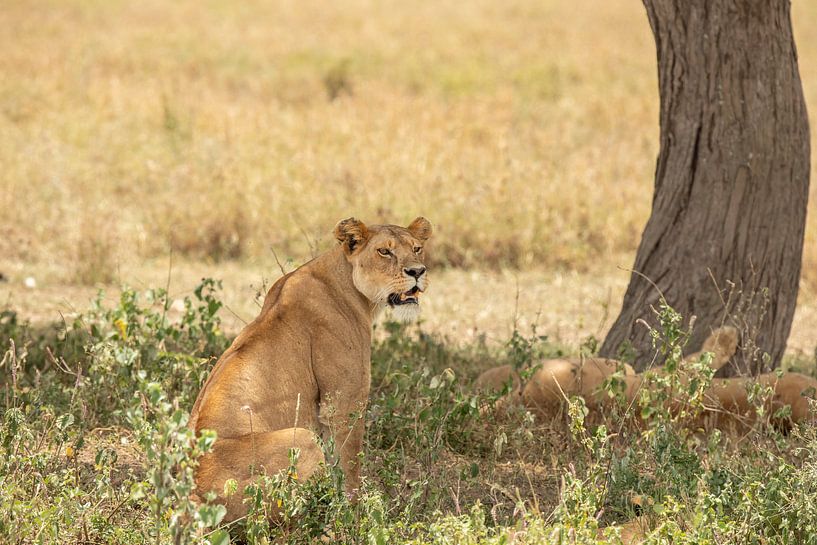 Leeuwin Senegeti Tanzania van Gonda van Wijk