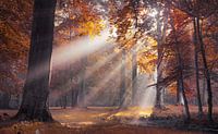 Sonnenstrahlen durch die Herbstbäume von Rob Visser Miniaturansicht