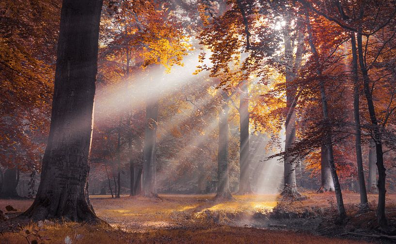 Sonnenstrahlen durch die Herbstbäume von Rob Visser