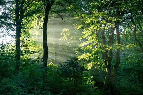 Rold Skov (Denemarken)