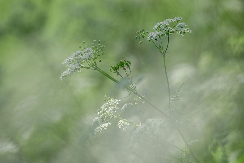 Groen onkruid van Kim de Been