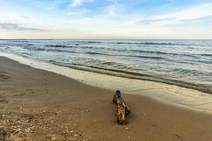 Drijfhout op het strand aan de Oostzee in Usedom van Animaflora PicsStock