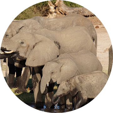 Familie olifant van Erna Haarsma-Hoogterp