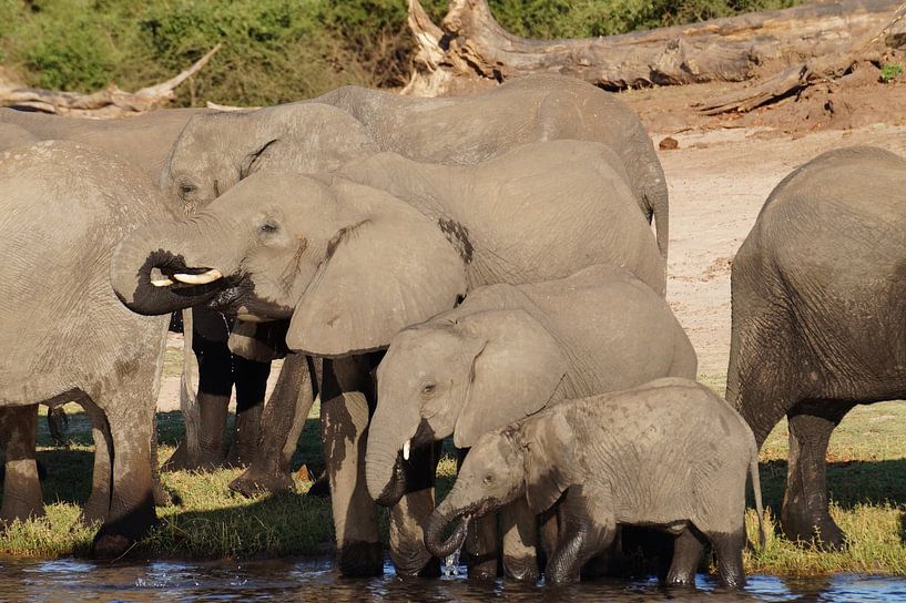 Familie olifant by Erna Haarsma-Hoogterp