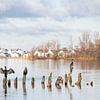Aalscholvers genieten in het zonnetje op de Loosdrechtse plassen van Danielle Bosschaart