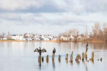 Cormorans profitant du soleil sur les lacs de Loosdrecht