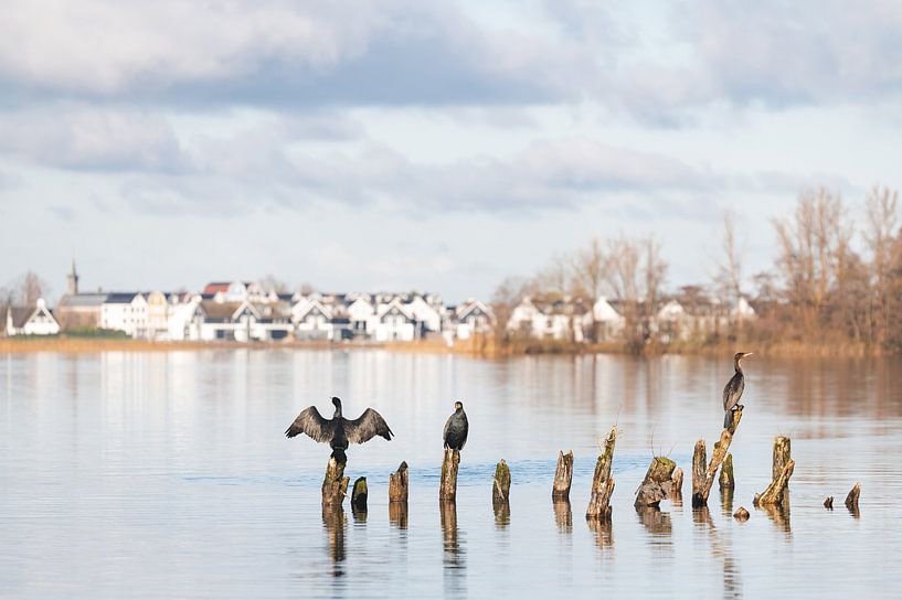Cormorans profitant du soleil sur les lacs de Loosdrecht par Danielle Bosschaart