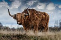 Schotse Hooglander