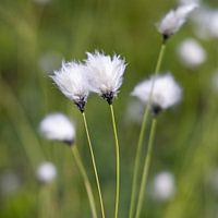 woolly grass