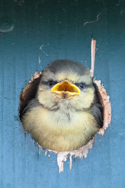 Hello world by Geertjan Plooijer