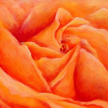 Peachy rose square by Karen Kaspar