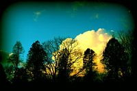 trees