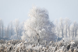 Winterliche Stille: Verschneite Birke im Raureif