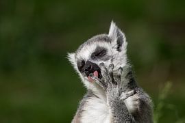 Makes you want to lick your fingers by Ruud Bakker