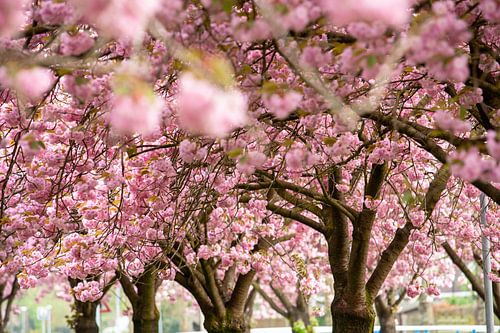 Pink cherry blossom (prunus) to brown branches in an orchard.
