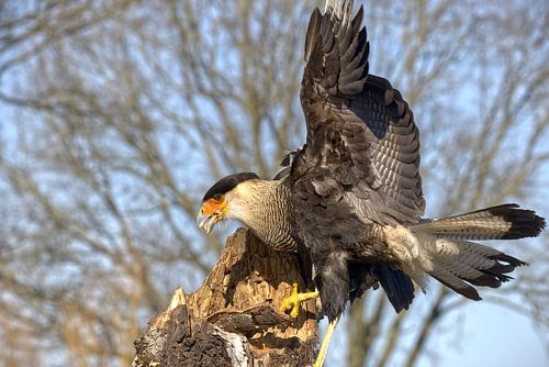 Kuifcaracara – Intelligentie met een rauw randje van Robert Jan Smit