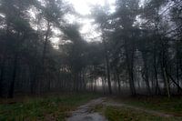 Het bos