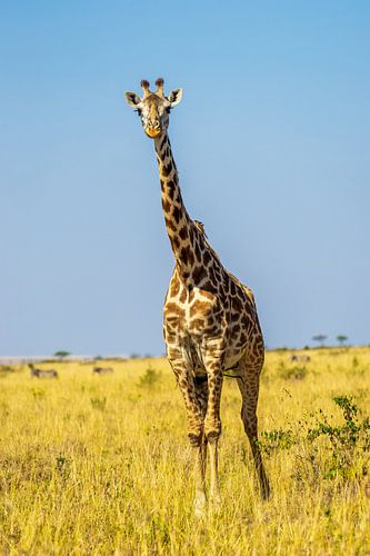 Giraffe