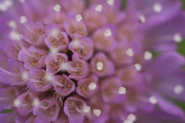 Focus mashup van Hendrik Vingerhoet