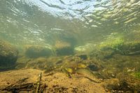 windes and bass in a stream