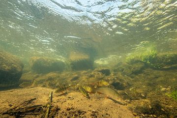 windes and bass in a stream by Matthijs de Vos