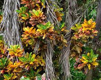 Coloured leaves in Minca