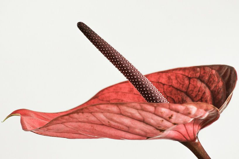 Flamingoplant 3.0 van Niek Traas