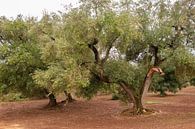 Stimmungsfoto von Olivenbäumen in Apulien von Bianca ter Riet Miniaturansicht