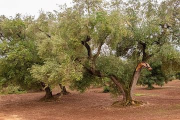 Stimmungsfoto von Olivenbäumen in Apulien von Bianca ter Riet