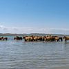 Paarden in het water van Daan Kloeg