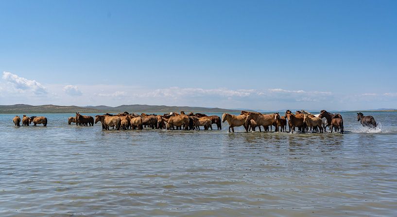 Des chevaux dans l'eau par Daan Kloeg