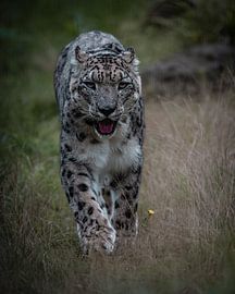 Sneewluipaard van Marc van Tilborg